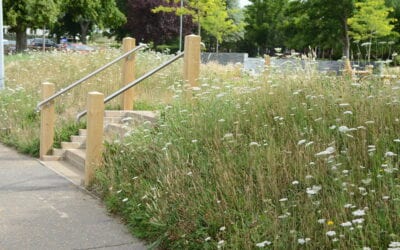 Wildflower Meadows