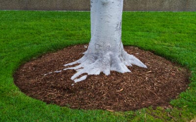 Mulching